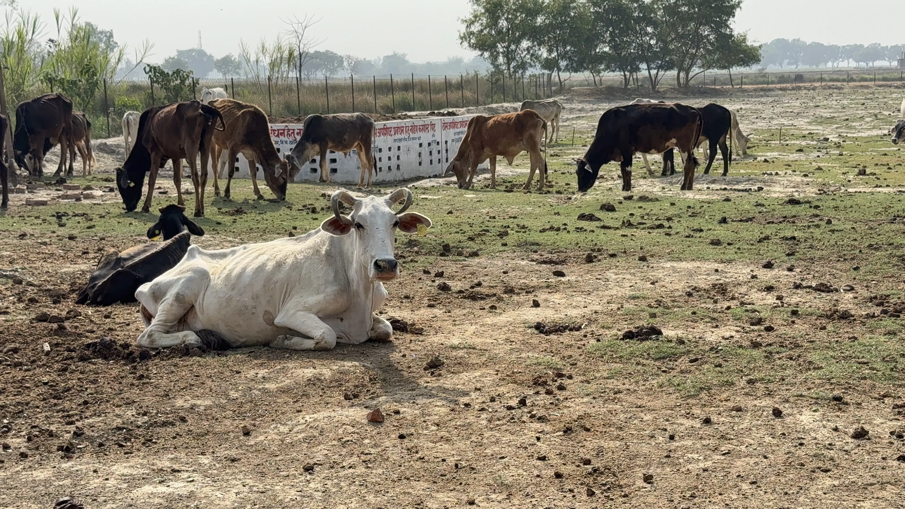 Help Feed, Protect & Heal 200+ Gau Mata in Need