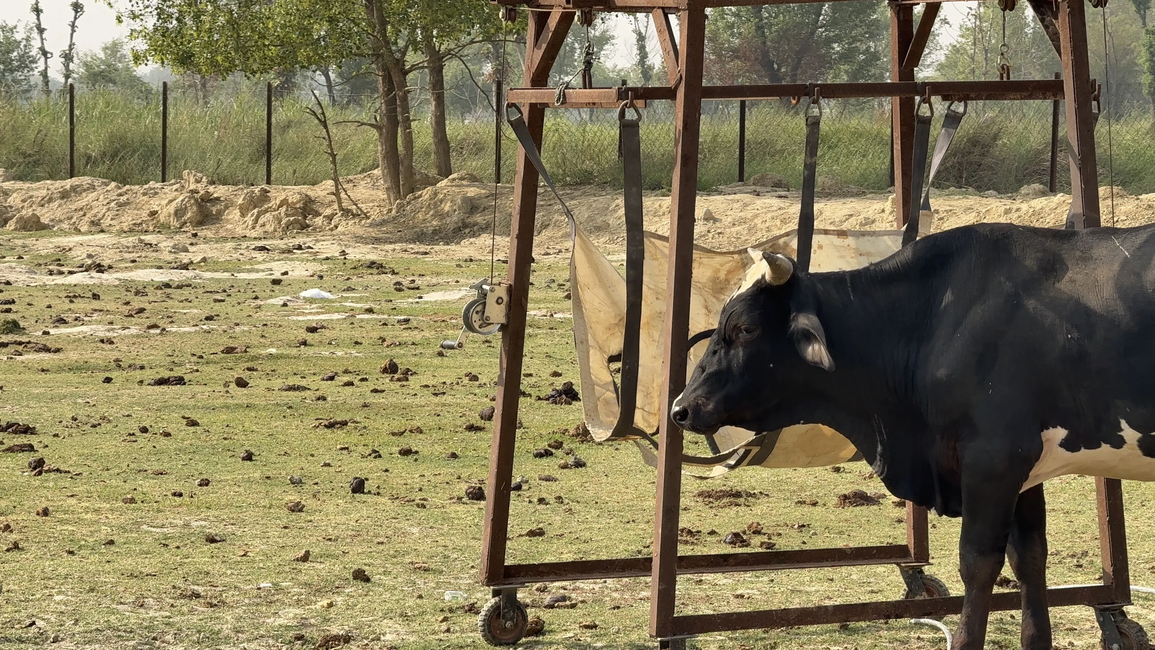 Help Feed, Protect & Heal 200+ Gau Mata in Need