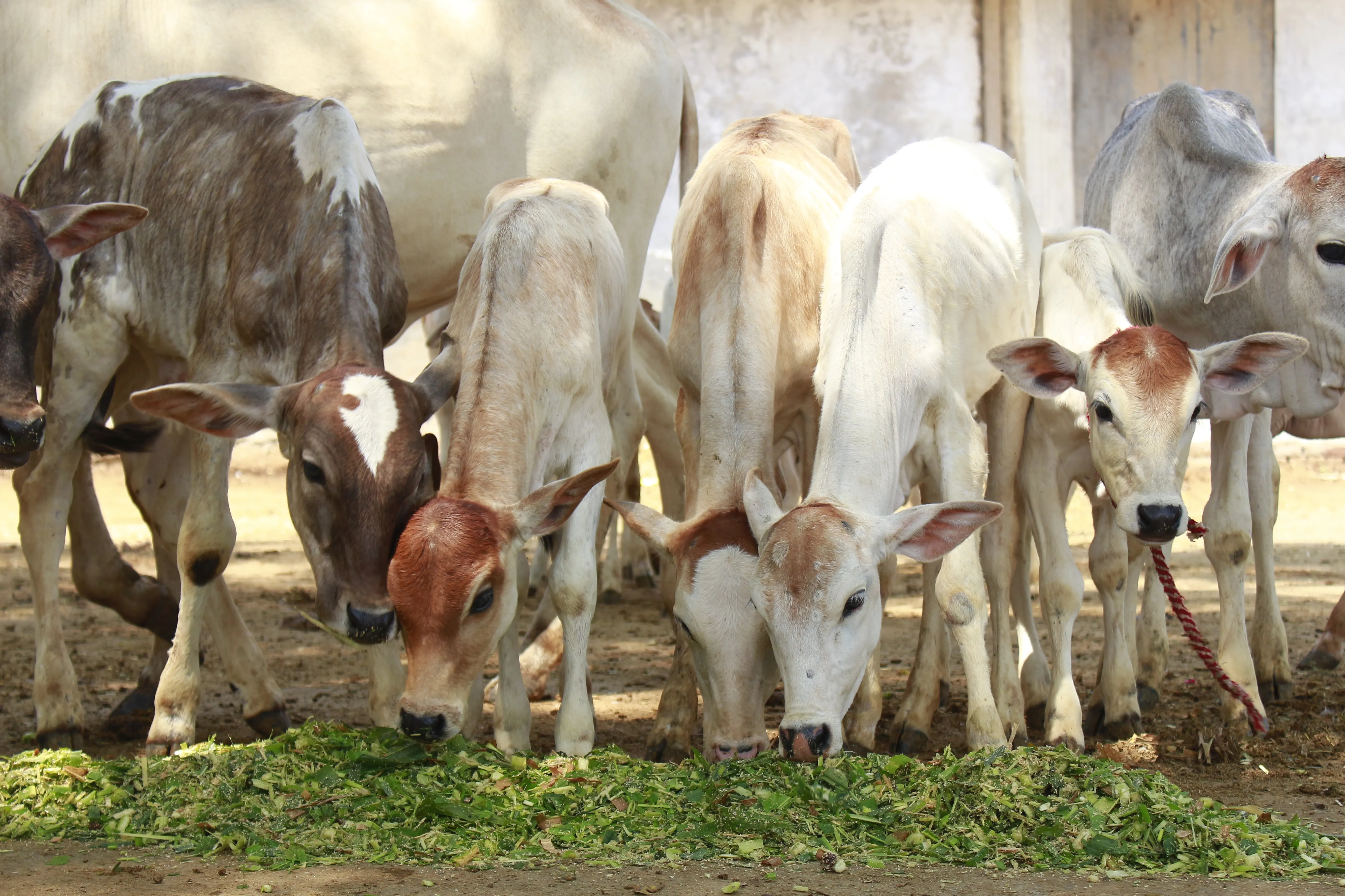 Help Feed, Protect & Heal 200+ Gau Mata in Need