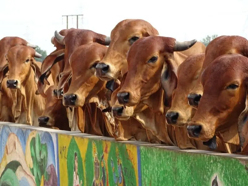 Help Feed, Protect & Heal 200+ Gau Mata in Need